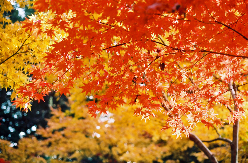 紅葉