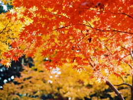 紅葉