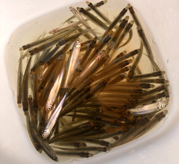 大量のわかさぎ