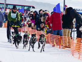 JAPAN CUP 2020 全国犬ぞり稚内大会