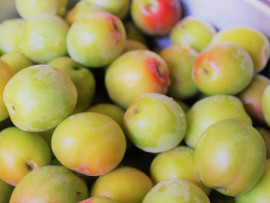 おたる梅酒祭り