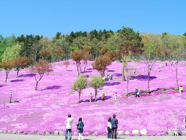 童話村たきのうえ芝ざくらまつり