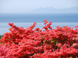 恵山つつじまつり