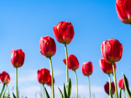 くしろチューリップ＆花フェア