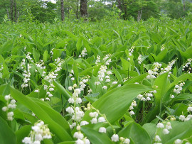 びらとり すずらん観賞会