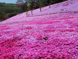 まるせっぷ藤まつり