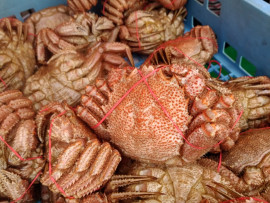 おしゃまんべ毛がにまつり