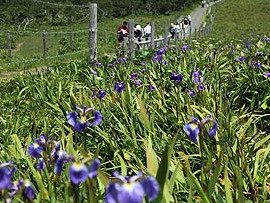 あっけしあやめまつり