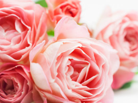 いわみざわローズフェスタ