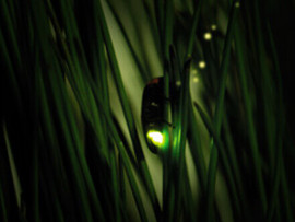 モール温泉 夢ボタル鑑賞会