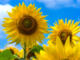 北竜町ひまわりまつり