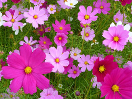 太陽の丘コスモスフェスタ