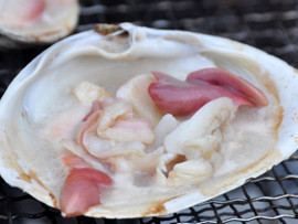 苫小牧漁港ホッキまつり