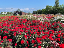 はぼろバラフェスティバル&グルメ市