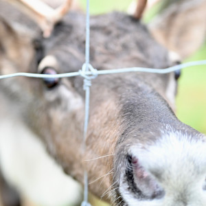 お客様からの写真