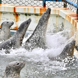 お客様からの写真