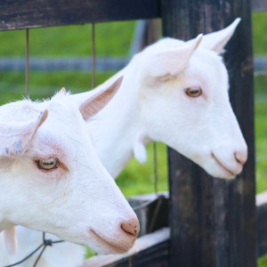 お客様からの写真